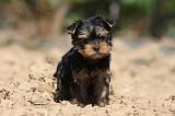 YORKSHIRE TERRIER 436